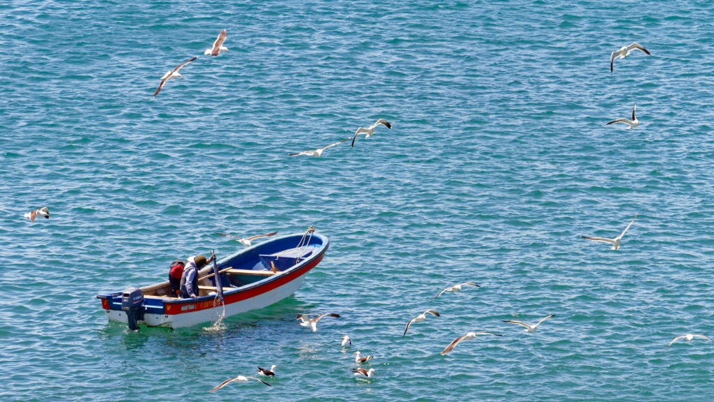 11 - Île de Chiloé (20).jpg